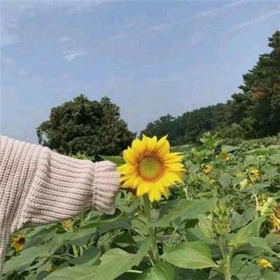 乞丐模拟器单机游戏下载